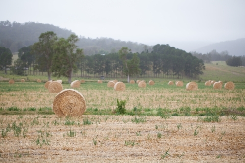 Bales of hay in a paddock - Australian Stock Image