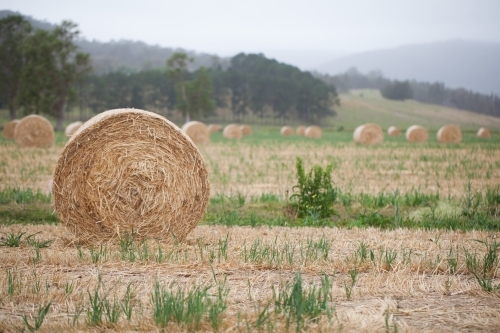 Bales of hay in a paddock