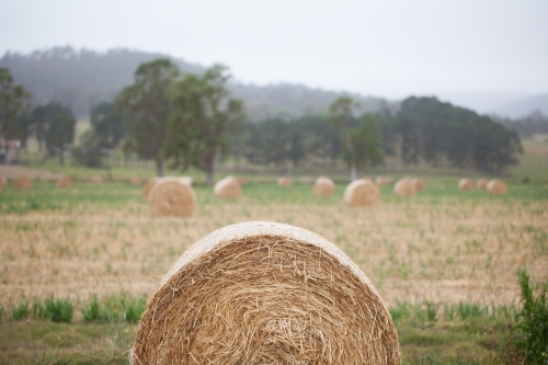 Bales of hay in a paddock - Australian Stock Image