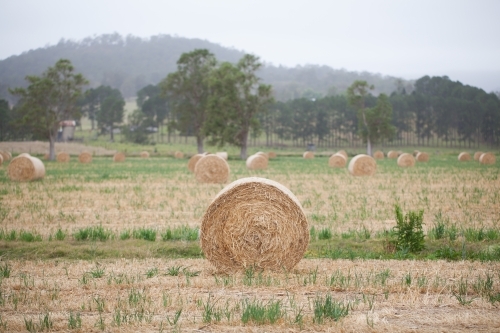 Bales of hay in a paddock - Australian Stock Image