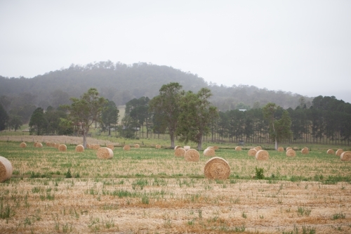 Bales of hay in a paddock on a misty morning - Australian Stock Image