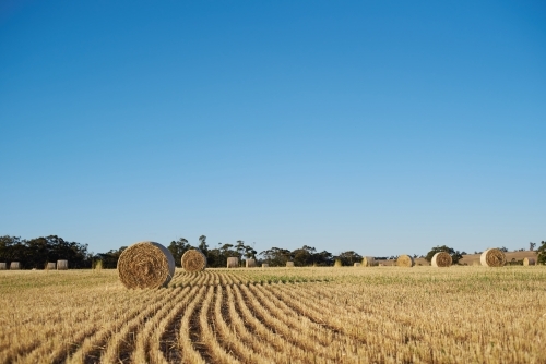 Bales of hay in a paddock under clear blue sky. - Australian Stock Image