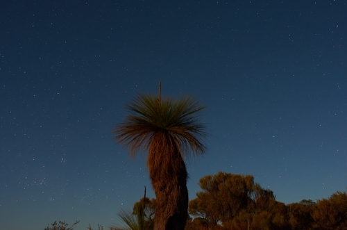 Balga or Grasstree Under Starry Skies - Australian Stock Image