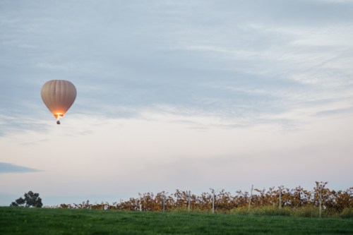 Ballooning over vineyard - Australian Stock Image