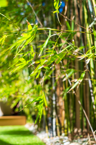 bamboo leaves swaying in the wind - Australian Stock Image