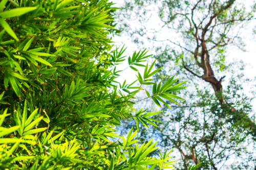 bamboo leaves with a tree branch on the background - Australian Stock Image