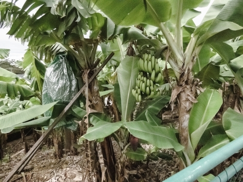 Banana plants growing on trees in plantation, northern NSW Australia late summer - Australian Stock Image