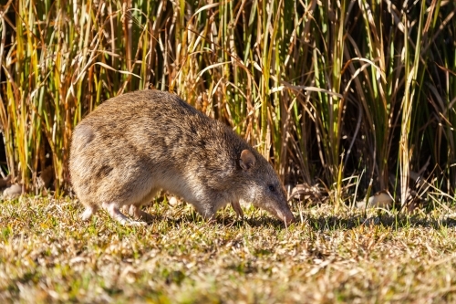 Bandicoot native animal in daylight - Australian Stock Image