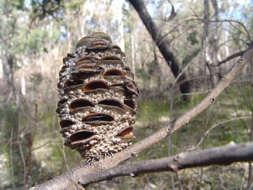 Banksia cone on a branch with open seed follicles - Australian Stock Image