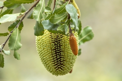 banksia flower and leaves