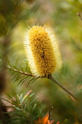 Banksia flowering in the Grampians near Mt Zero. - Australian Stock Image