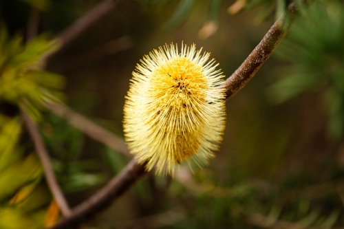 Banksia flowering in the Grampians near Mt Zero. - Australian Stock Image