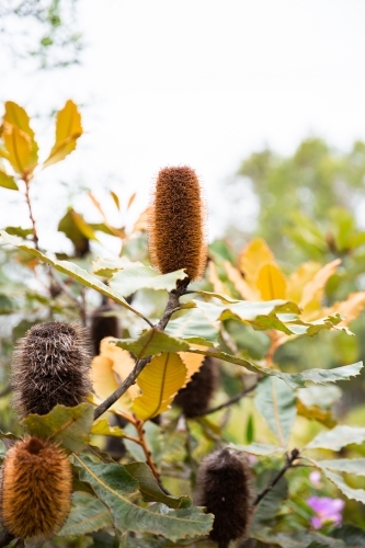 banksia flowers growing in a banksia tree - Australian Stock Image