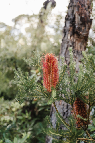 banksia growing in a garden - Australian Stock Image
