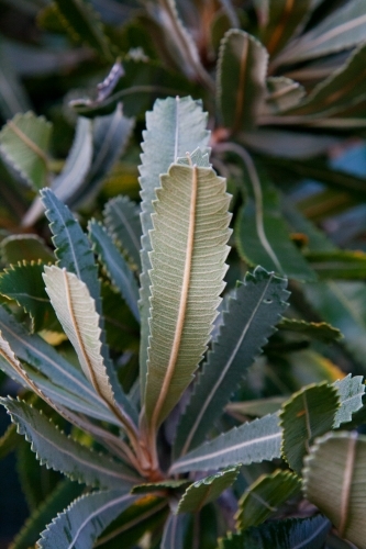 Banksia leaves - Australian Stock Image