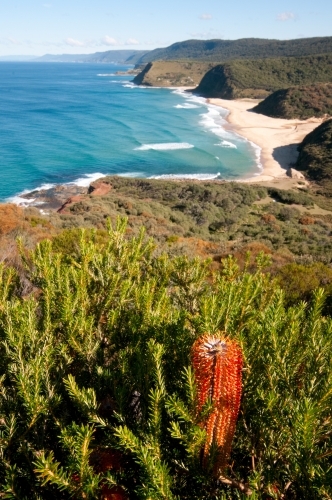 Banksia on Garie Head