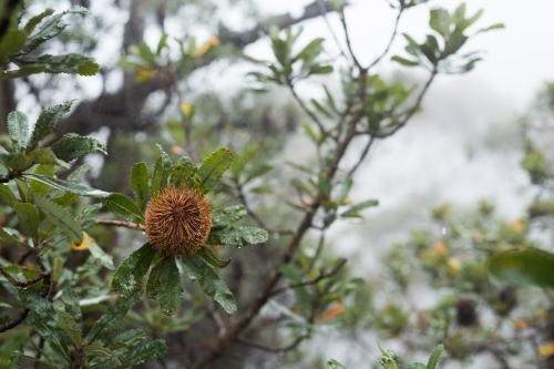 Banksia seed head and bush in the misty rain at Leura
