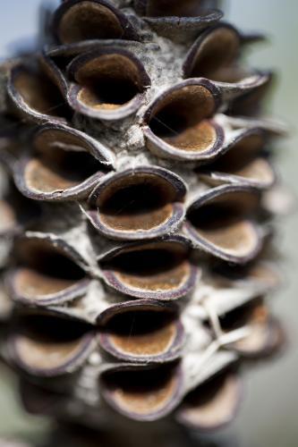 Banksia seed pod close up