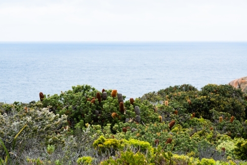 Banksia shrubs and other native plants on top of cliffs overlooking a calm blue ocean.