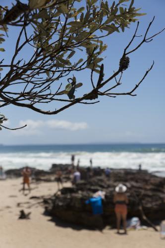 Banksia tree and silhouettes of people at Narrawallee beach - Australian Stock Image