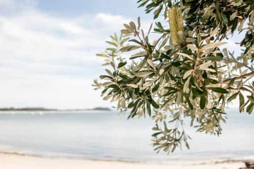 Banksia tree grows over a beach in Port Stephens on the NSW Mid North Coast