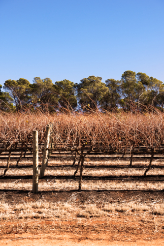 Bare vines of grape vines in Barrossa Valley early morning, South Australia - Australian Stock Image