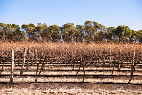 Bare vines of grape vines in Barrossa Valley early morning, South Australia - Australian Stock Image