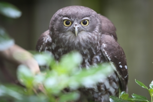 Barking Owl - Australian Stock Image