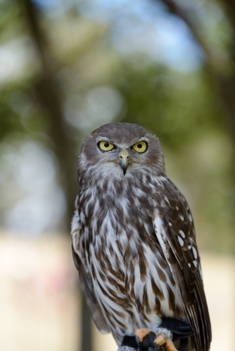 Barking Owl perched and staring intently with blurred background - Australian Stock Image
