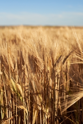 Barley crop almost ready for harvest, on a farm in Western Australia's Wheatbelt region - Australian Stock Image