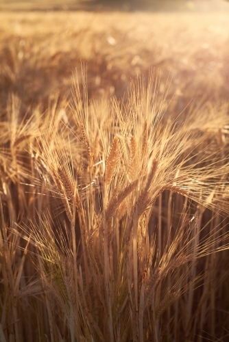 Barley crop closeup backlit by the late afternoon sunlight - Australian Stock Image