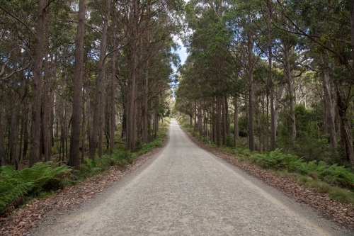 Barrington Tops Forest Road - Australian Stock Image