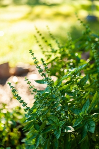 Basil plant growing in home garden going to seed