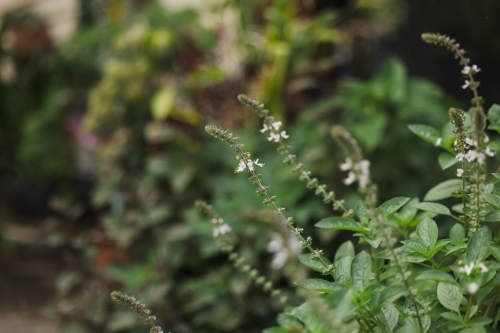 Basil plant in flower with copy space - Australian Stock Image