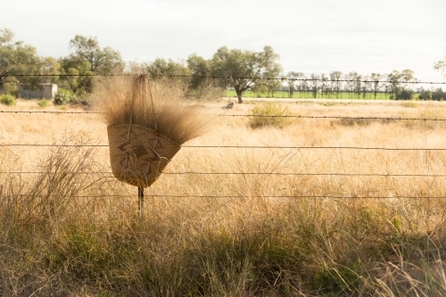 Basket of long grass hanging on a wire fence in a field of long grass - Australian Stock Image