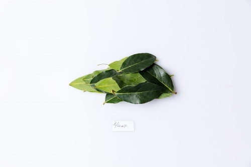 Bay leaves isolated on white