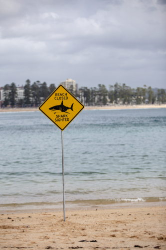 Beach Closed - Shark Sighted sign standing on foreground at the beach - Australian Stock Image