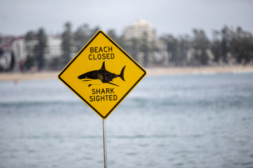 Beach Closed - Shark Sighted sign standing on foreground at the beach - Australian Stock Image