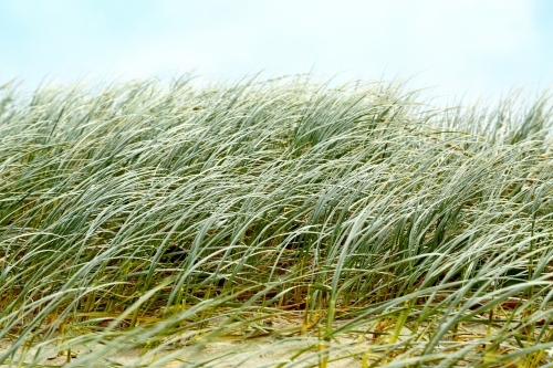Beach dune grasses waving in the wind at Yamba - Australian Stock Image