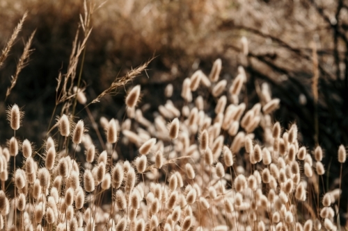 Beach grass - Australian Stock Image