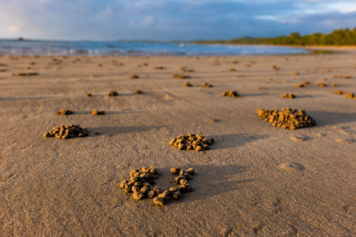Beach scene at sunrise with waves and crab balls in sand - Australian Stock Image