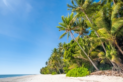 Beach shore and coconut trees on a sunny day - Australian Stock Image