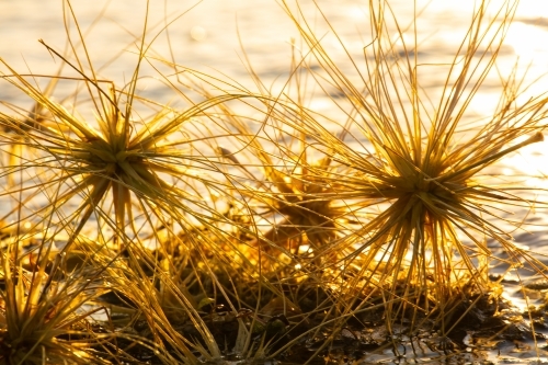 Beach spinifex seeds gathered together along the surf edge of a beach - Australian Stock Image