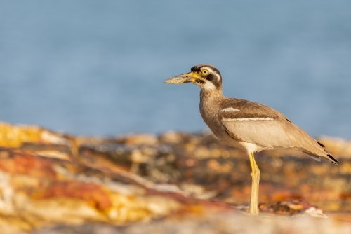 Beach stone-curlew standing on a rock at the beach - Australian Stock Image