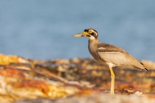 Beach stone-curlew standing on a rock at the beach