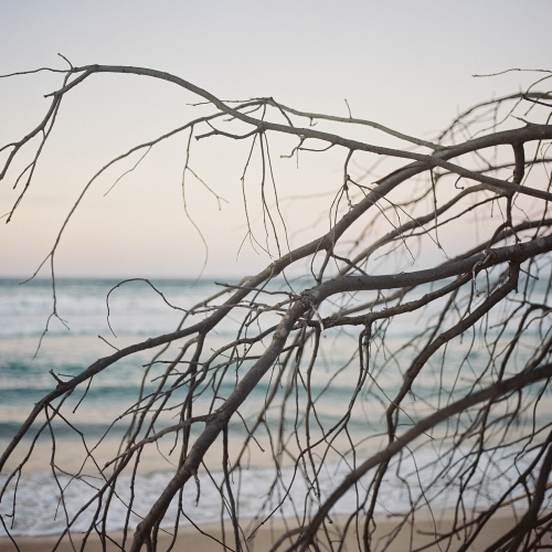 Beach Sunset Through Branches