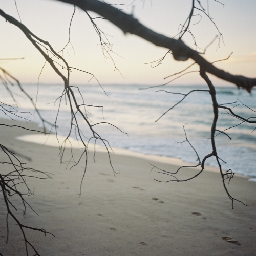 Beach Sunset Through Branches - Australian Stock Image