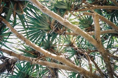 Beach Tree - Australian Stock Image