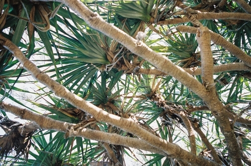 Beach Tree