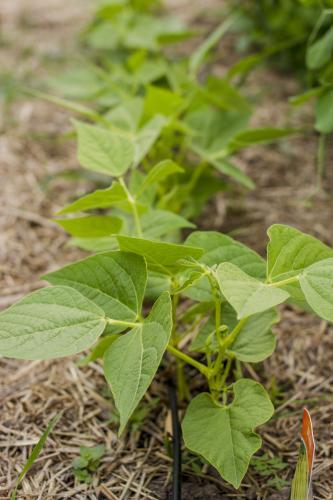 Bean plants growing in backyard vegetable garden - Australian Stock Image